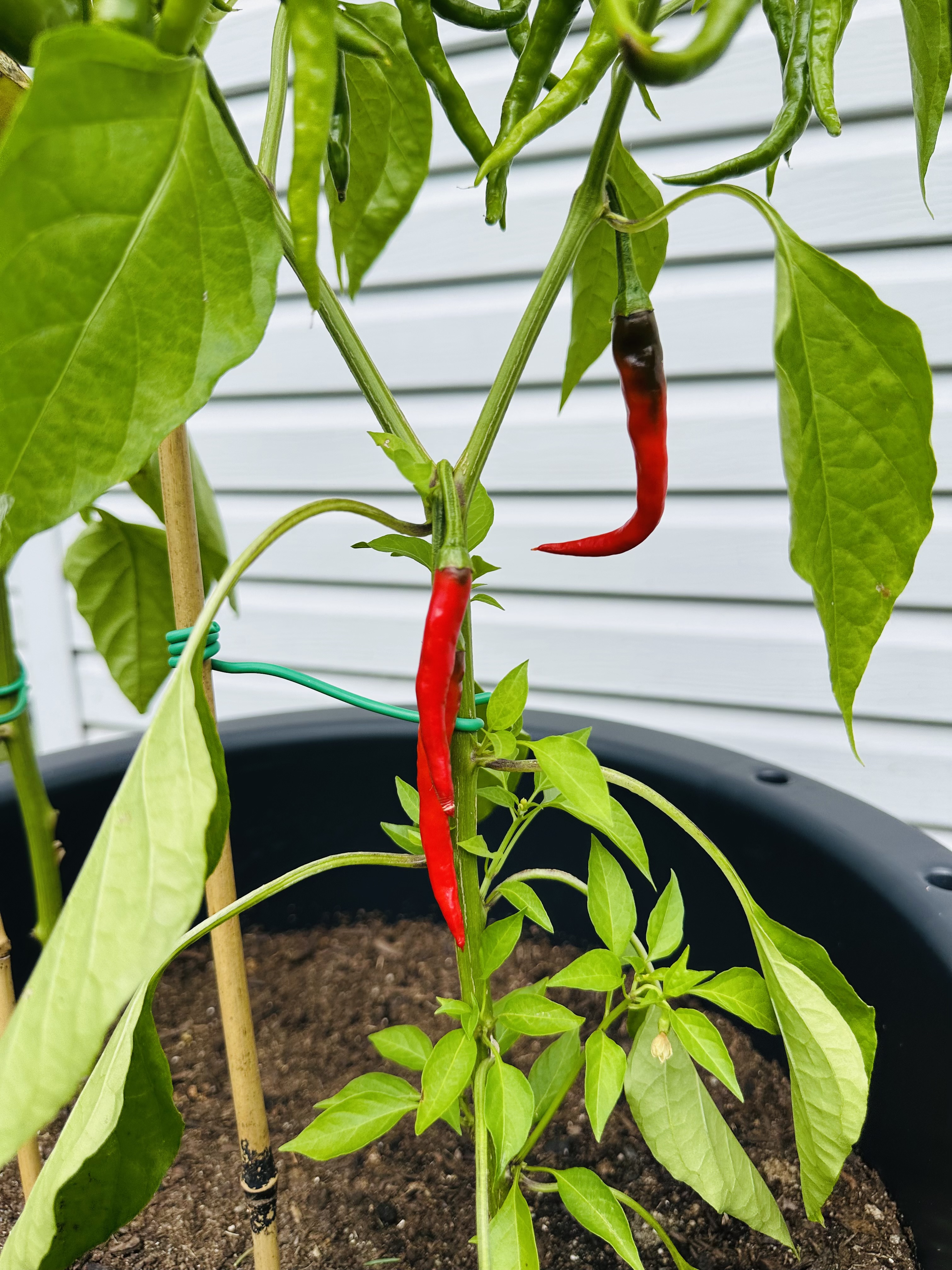 Quelles sont les différentes variétés de piments forts?