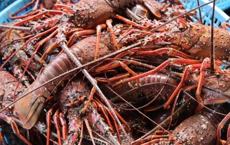langouste