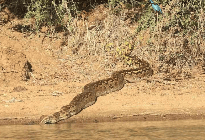 python