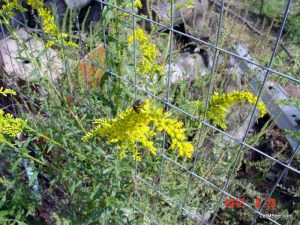 2012-09-20 Bee 15