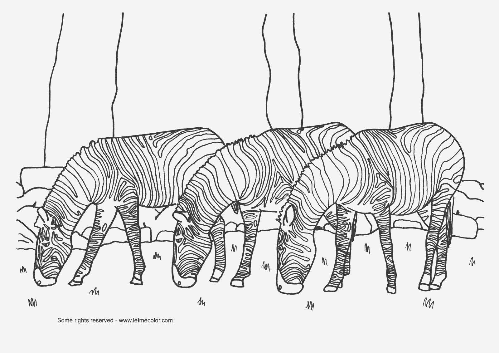 coloring page of 3 zebras letmecolor