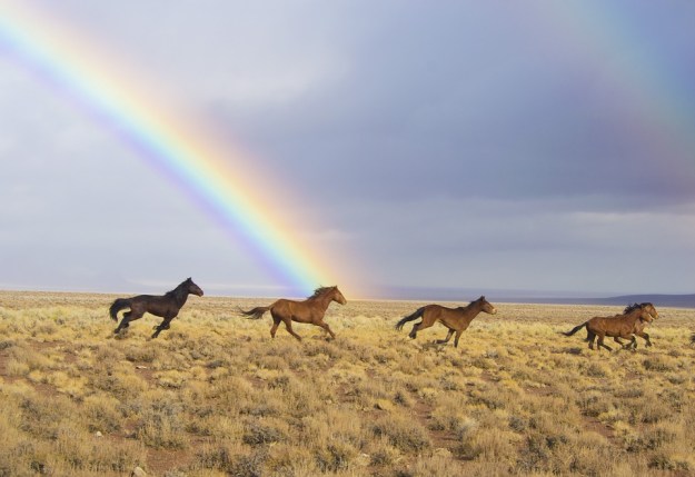 Horses running on a prairie