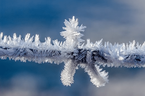 surrender; ice crystals formed on a branch