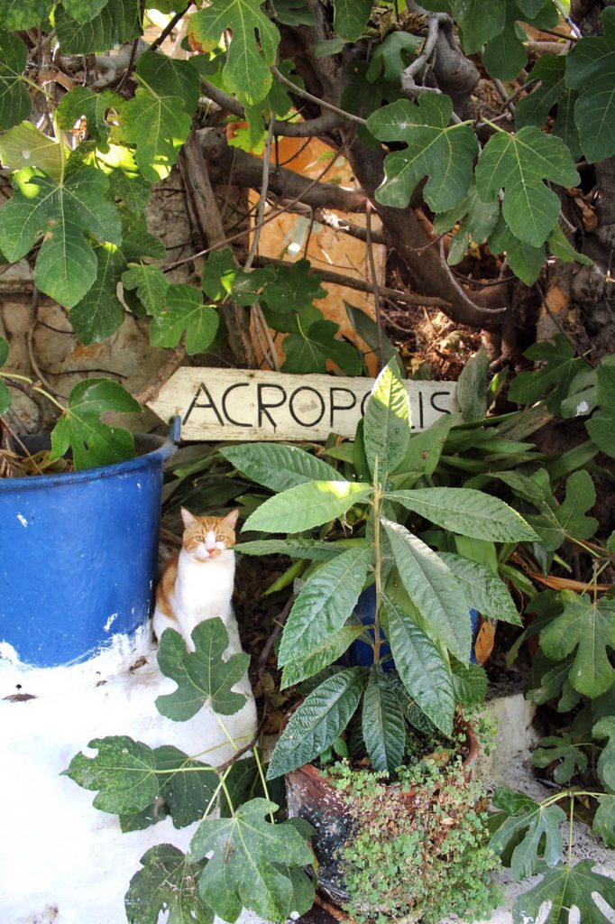 As usual rick is spot on with this travel guide. One Day In Athens Greece The Perfect Itinerary Le Travels