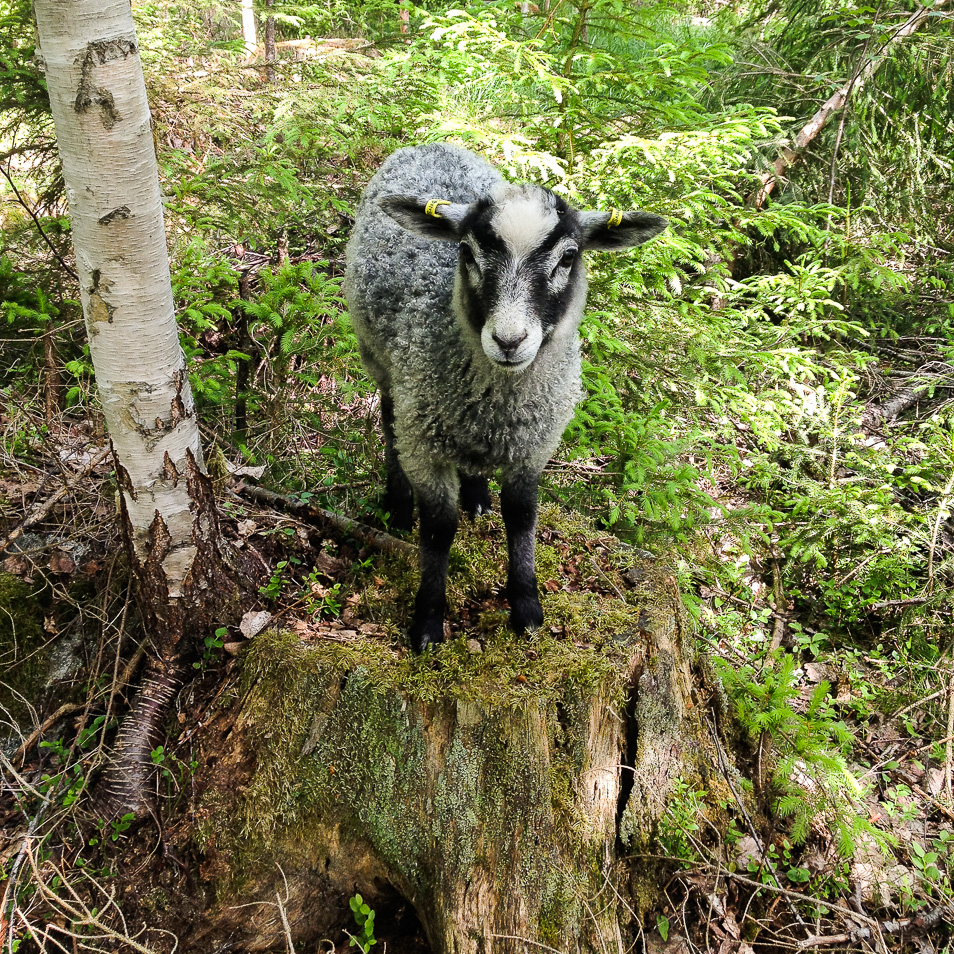 Ett lamm på en stubbe