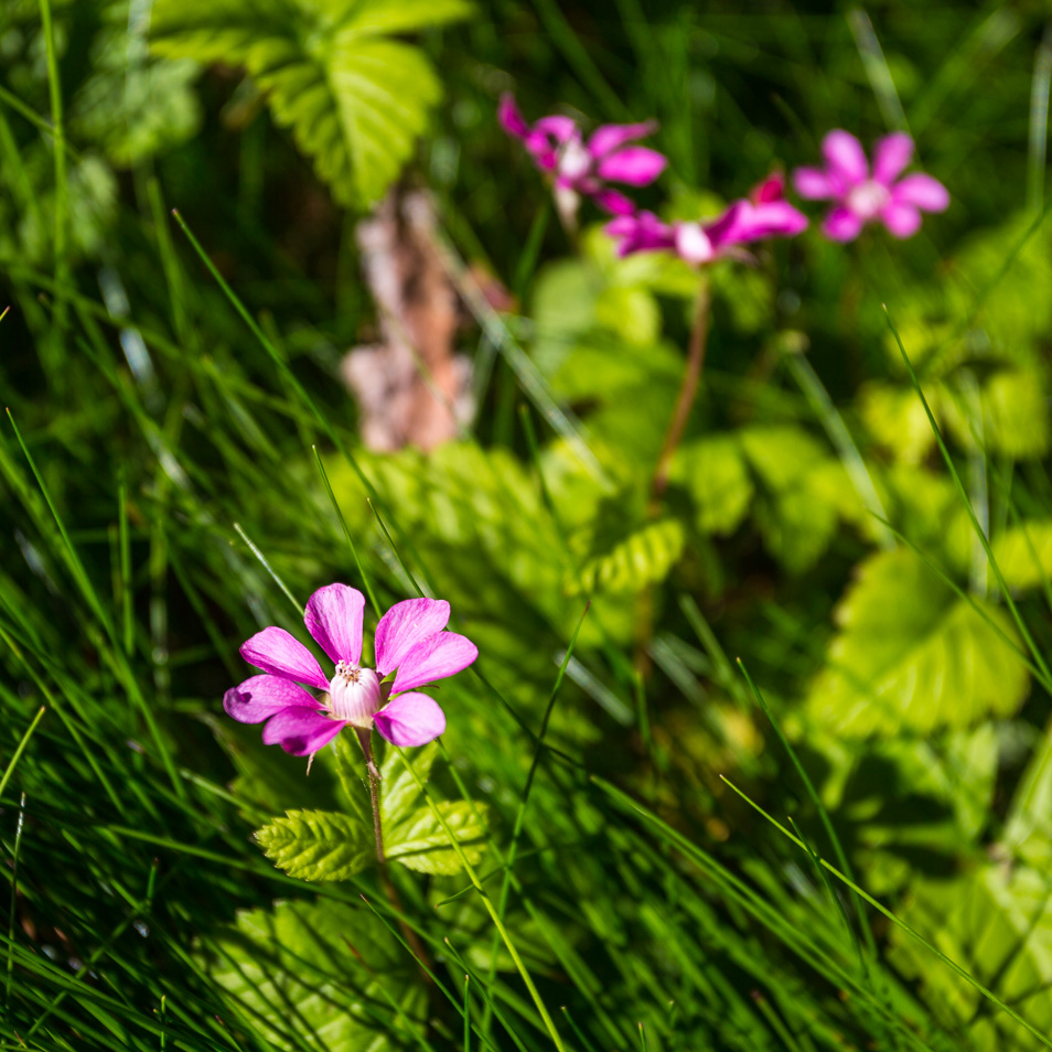 En vacker blomma vid Rävfallsstugan