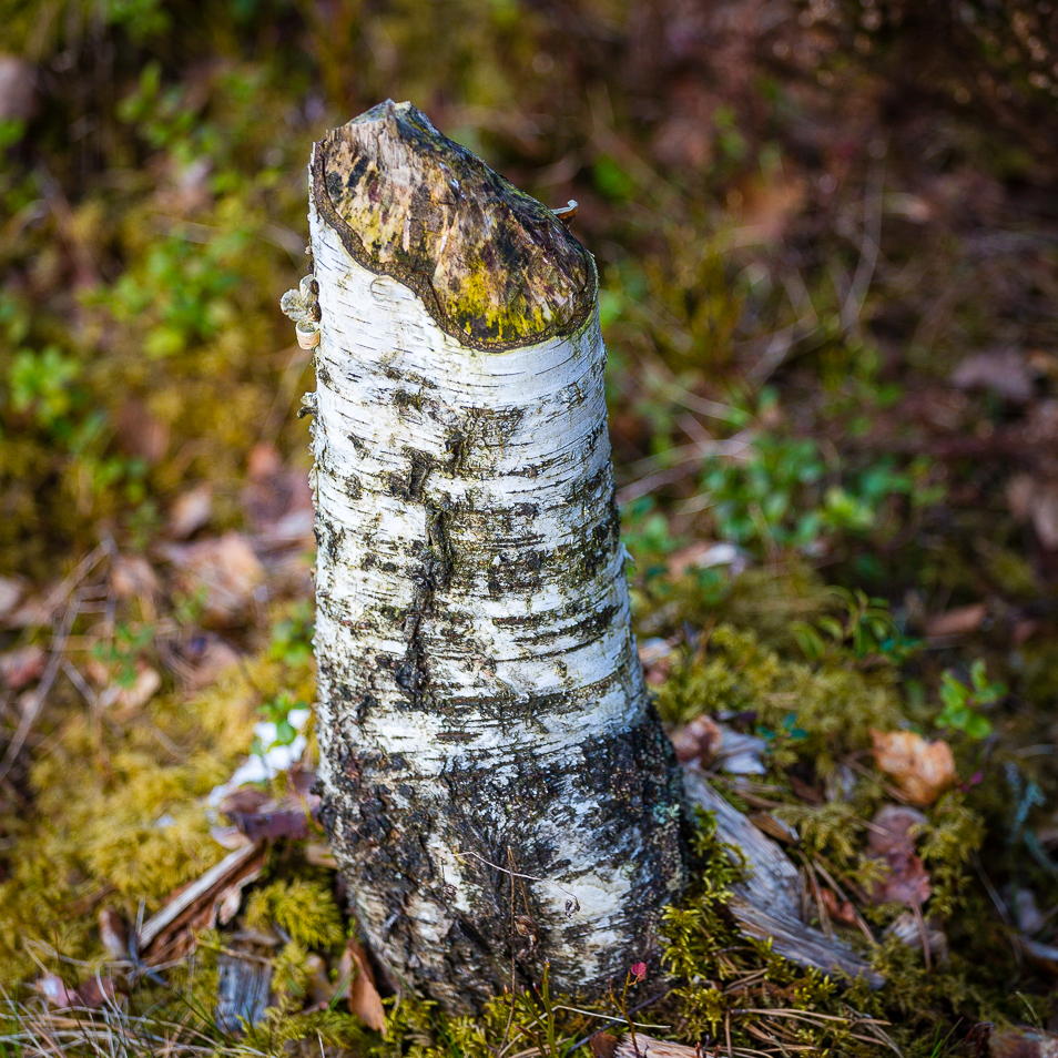 bäverspår