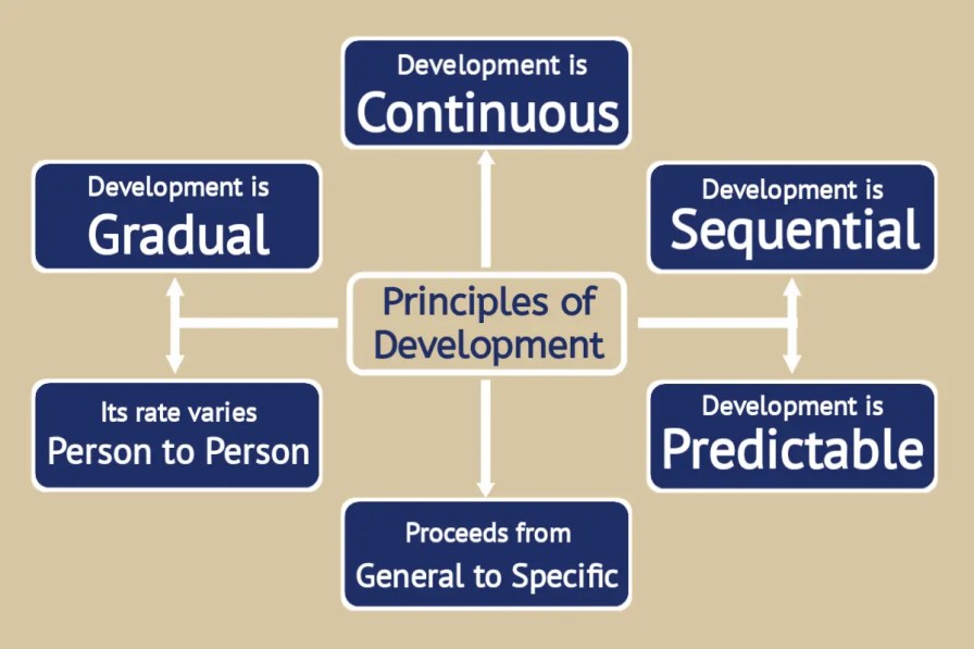 6 Basic Principles Of Development Download PDF B.Ed Notes