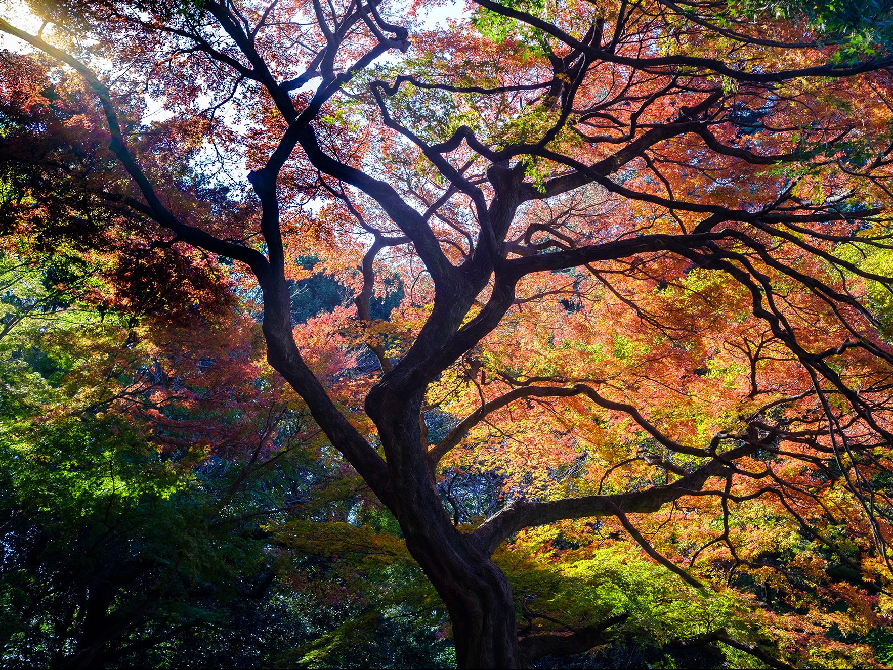 Shinjuku Gyoen Fall