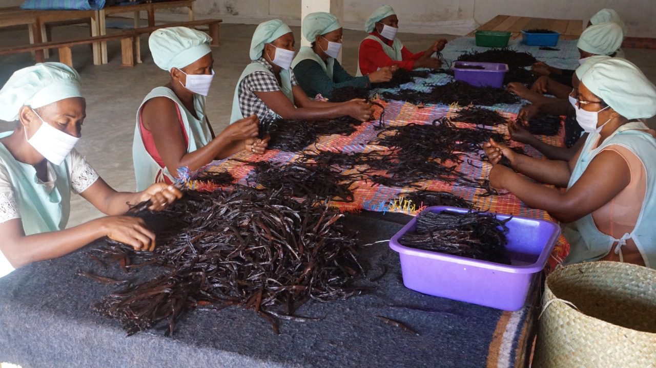 Vanilla Beans where to buy the best vanilla in Madagascar