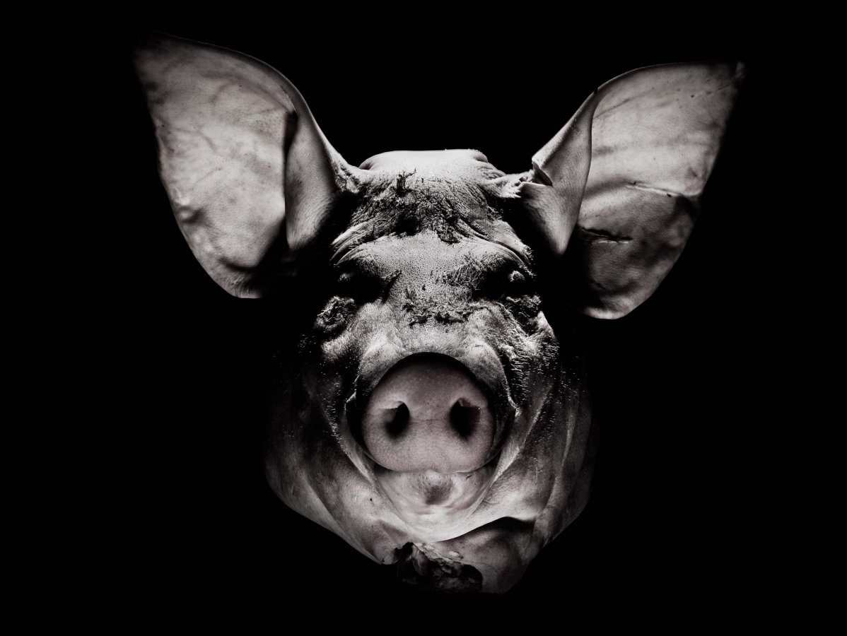Shindol Pig