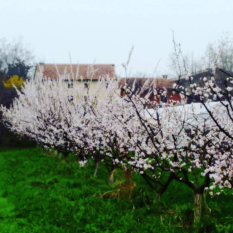 Scaldaferro - Fiori per frutti