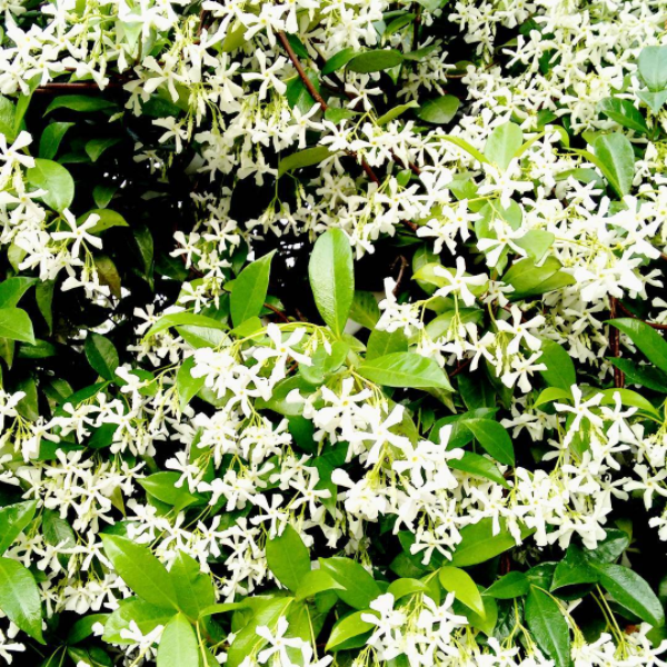 Jasmine on my balcony. Smell like summer.
