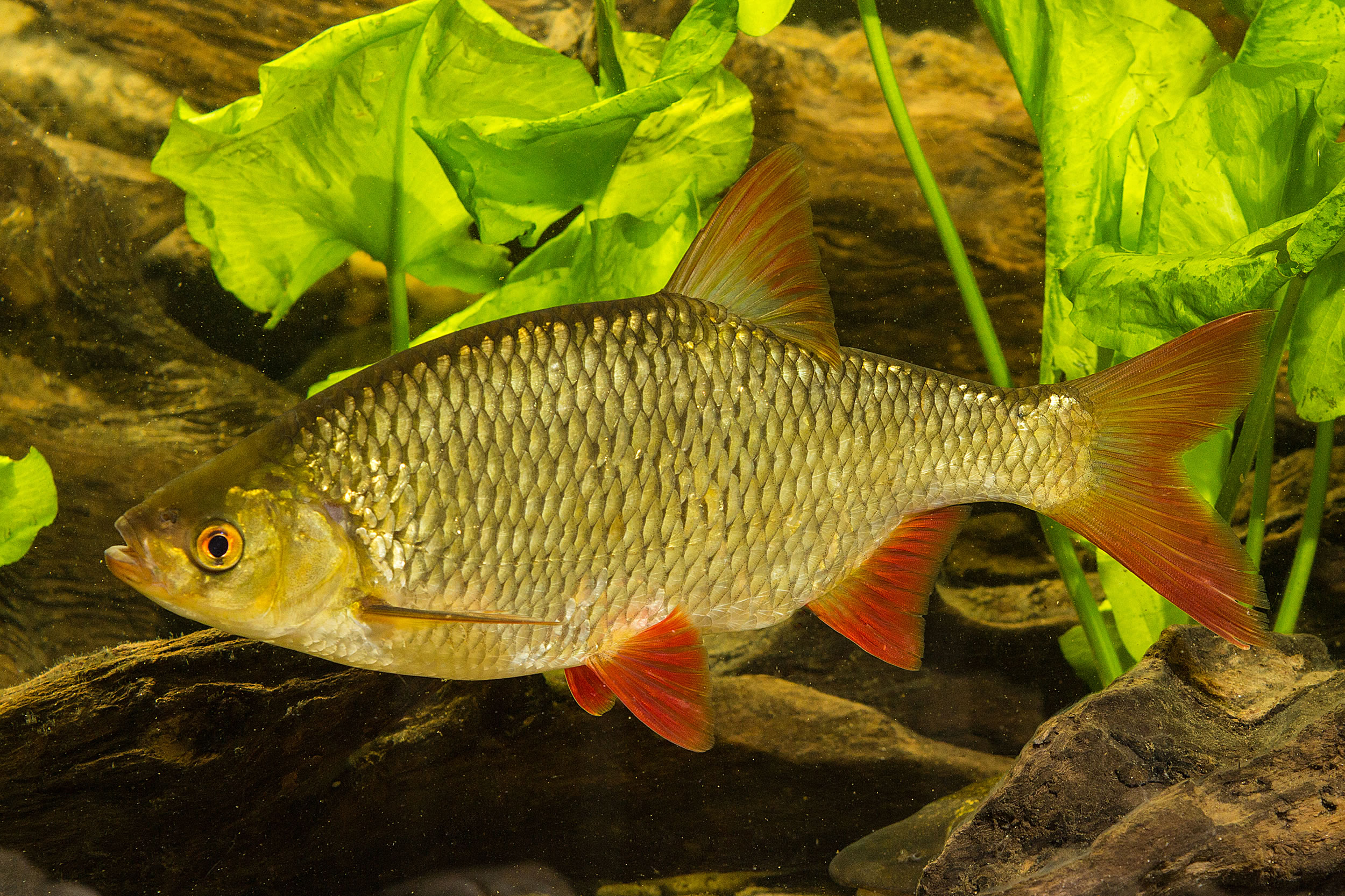 Dieser vorgang sollte schnell vonstatten gehen und dem fisch möglichst wenig schmerzen zufügen. Rotfeder - Landesfischereiverband Bayern