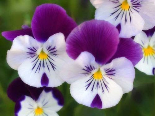 Bunga melati jepang memiliki nama latin pseuderanthemum reticulatum. Bunga Melati Unik Dari Negeri Sakura