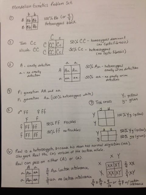 Transcribed image text from this question. Bestseller: Pdf Chapter 10 Dihybrid Cross Worksheet Answer Key
