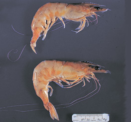 infectious hypodermal and haematopoietic necrosis 