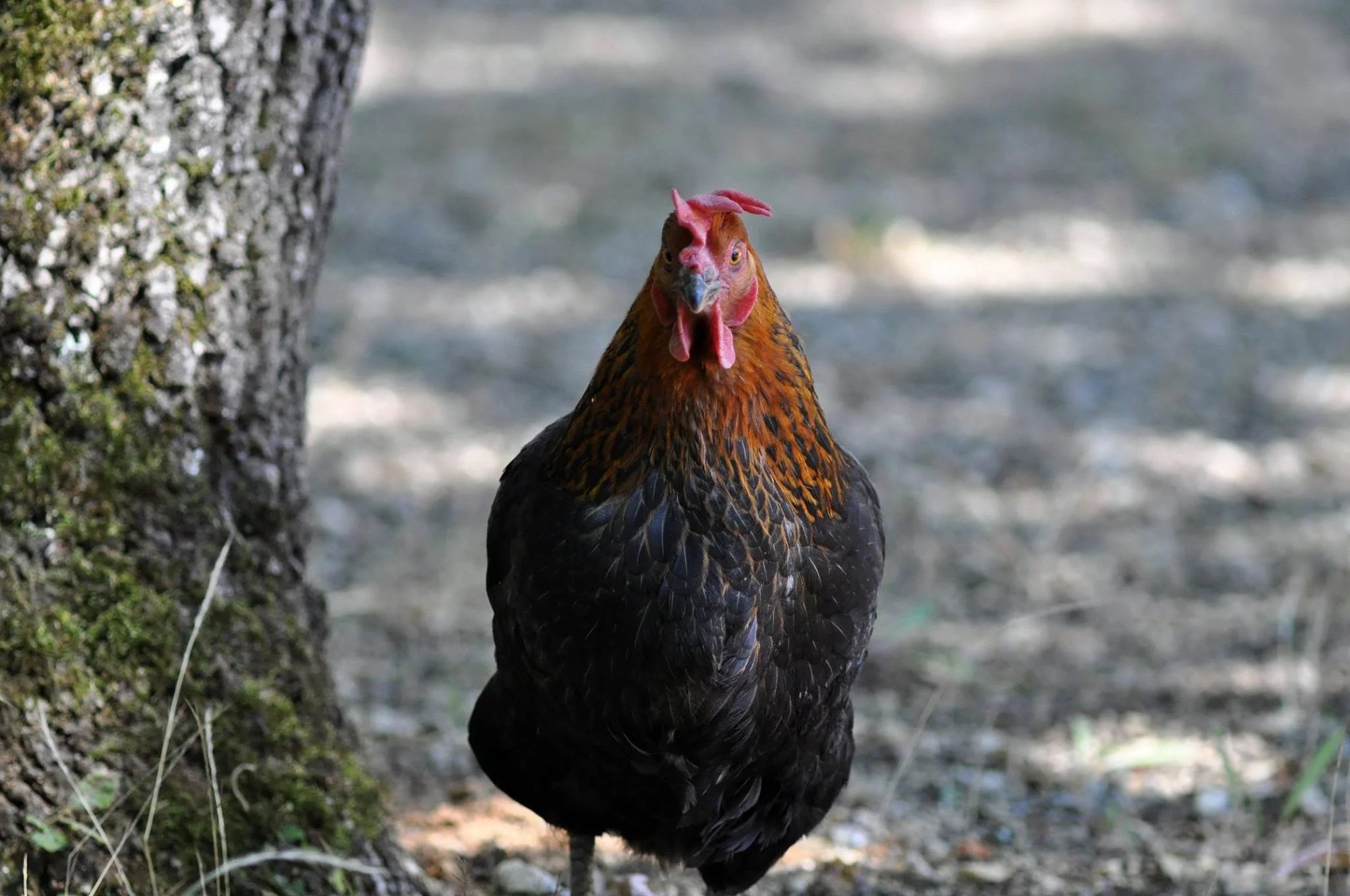 Connaissez-vous Masha Babko ? - Libre Expression