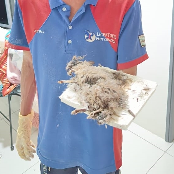 dead rat removal 6