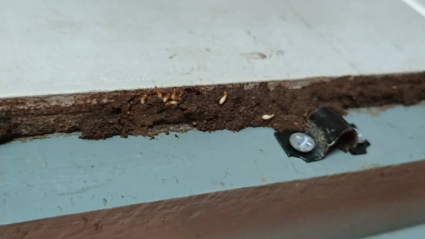 Termite eating
