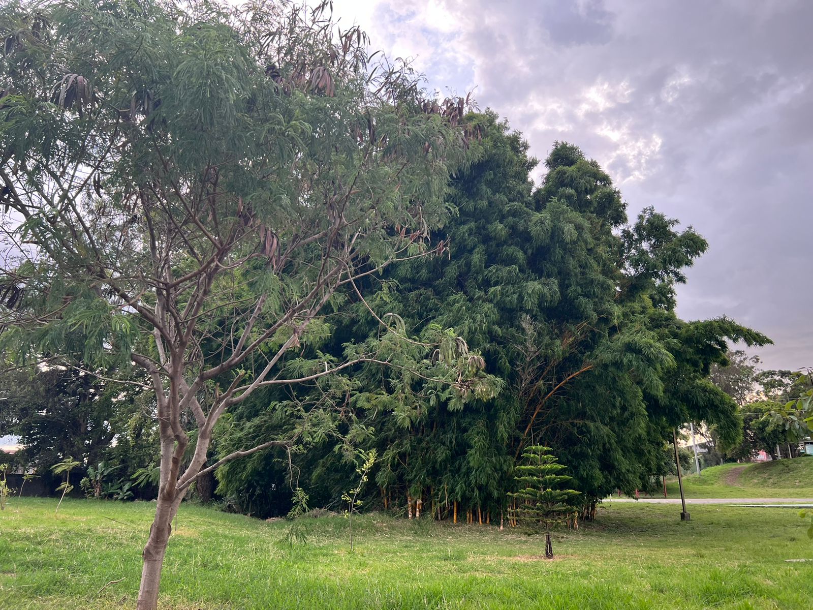 Nosotros: Liceo José Joaquín Jiménez Núñez, Liceo Napoleón Quesada Salazar. Zonas verdes.