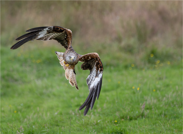 Red Kite Swooping by Joe Anderson