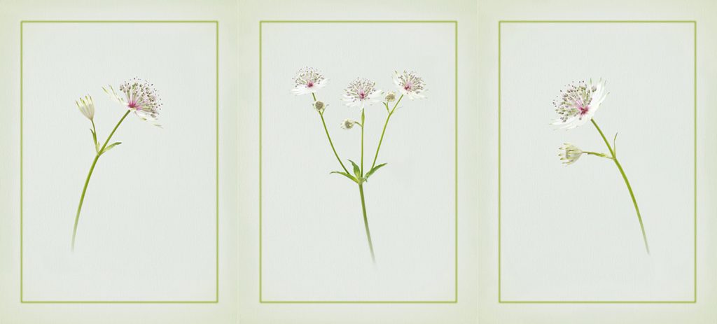 Astantia by Darron Matthews