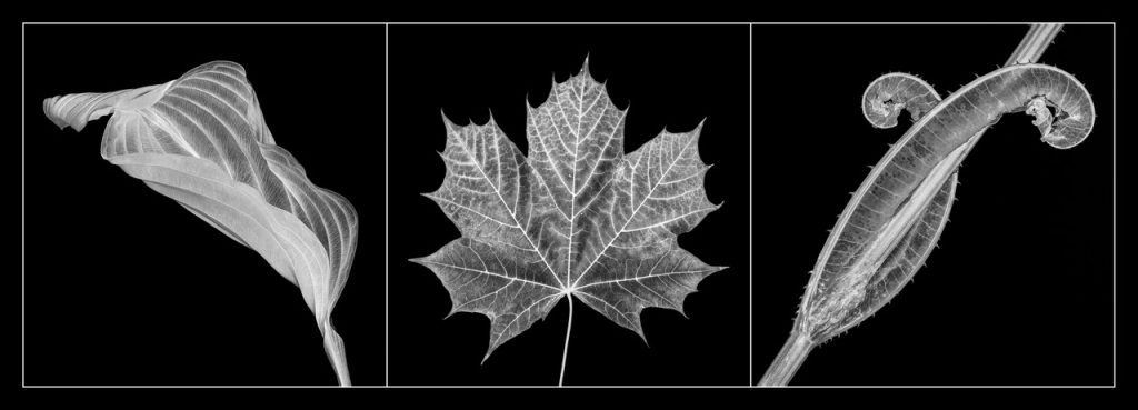 Leaves by Sandra Morgan