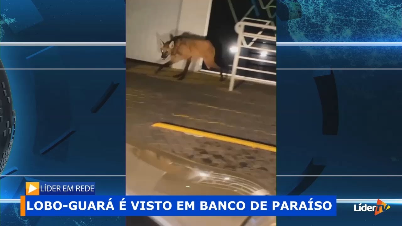Lobo-guará é visto em banco de São Sebastião do Paraíso