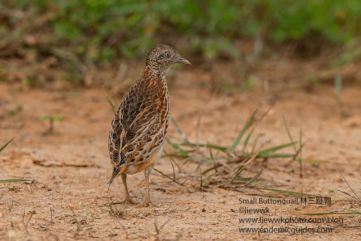 Turnicidae series : Quail | 三趾鹑科: 鹌鹑| liewwk Nature