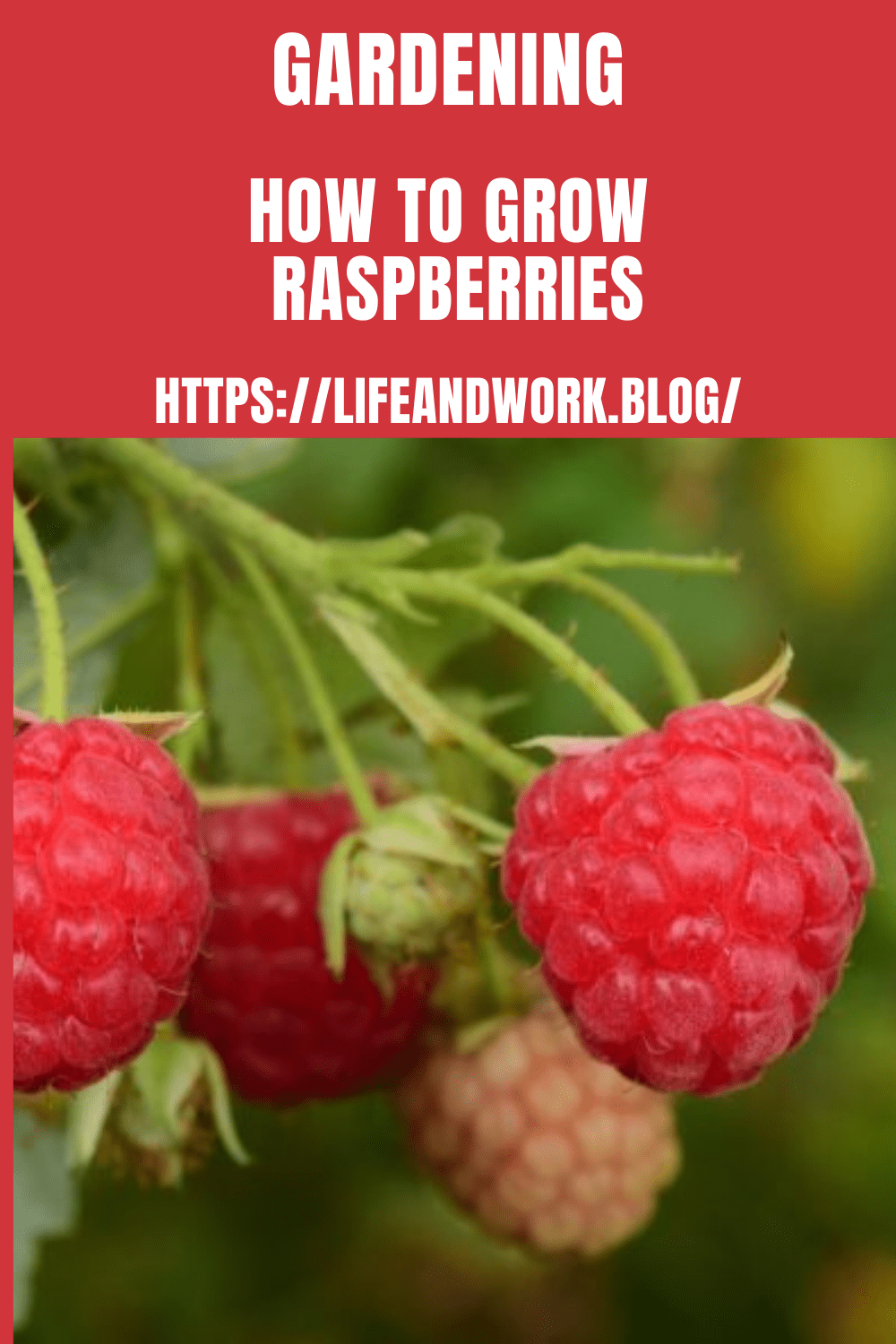 How to Grow Raspberries