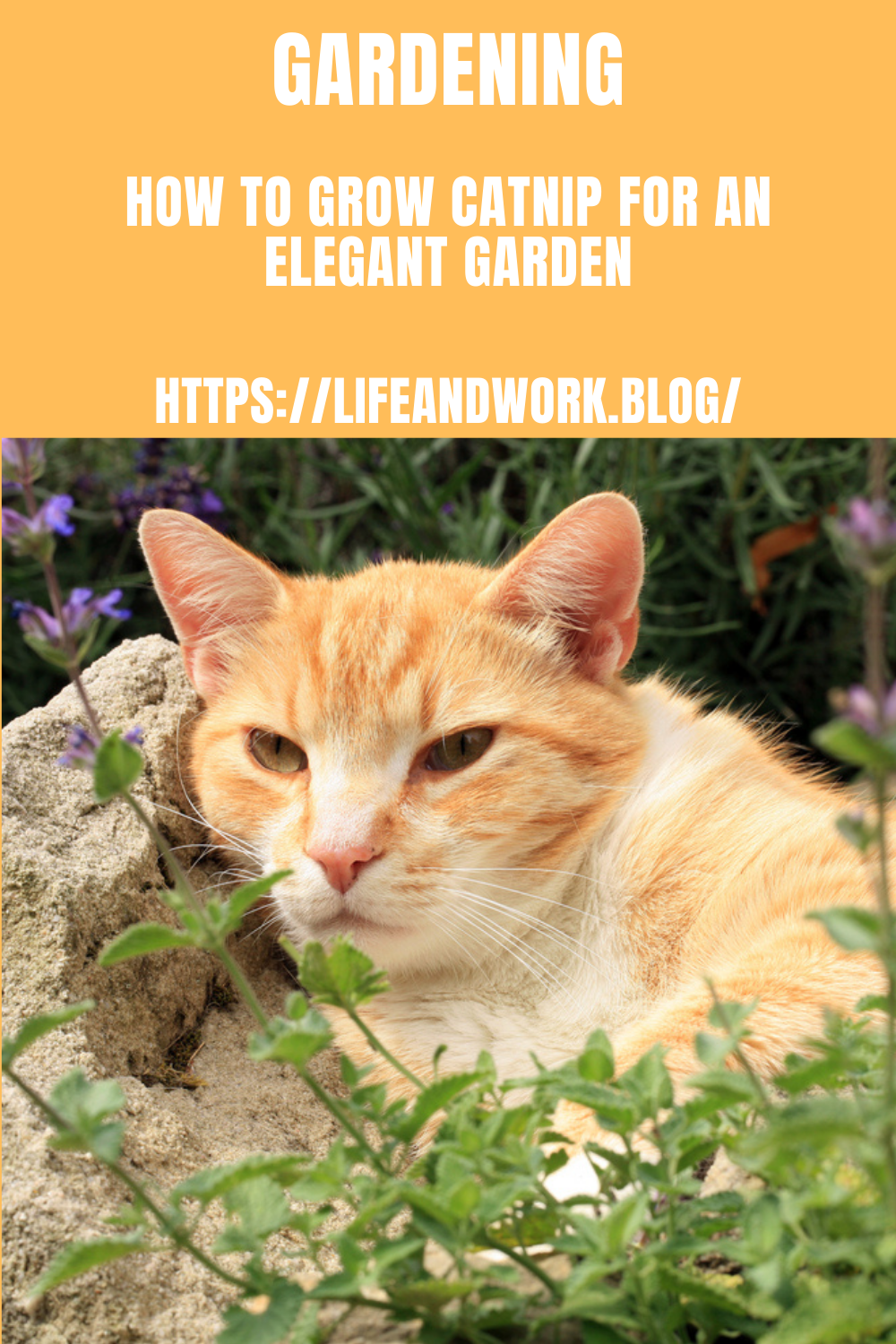 Gardening - How to Grow Catnip For an Elegant Garden