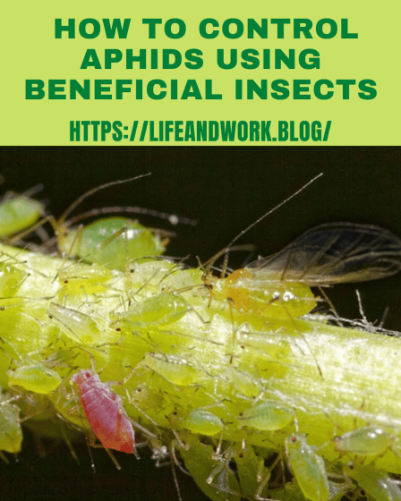 Gardening - How to Control Aphids Using Beneficial Insects