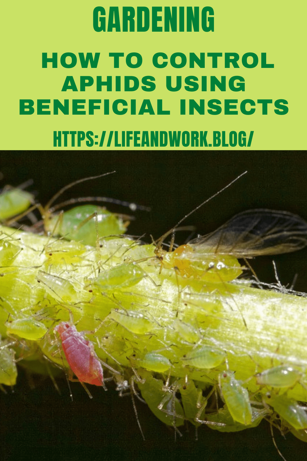 How to Control Aphids Using Beneficial Insects