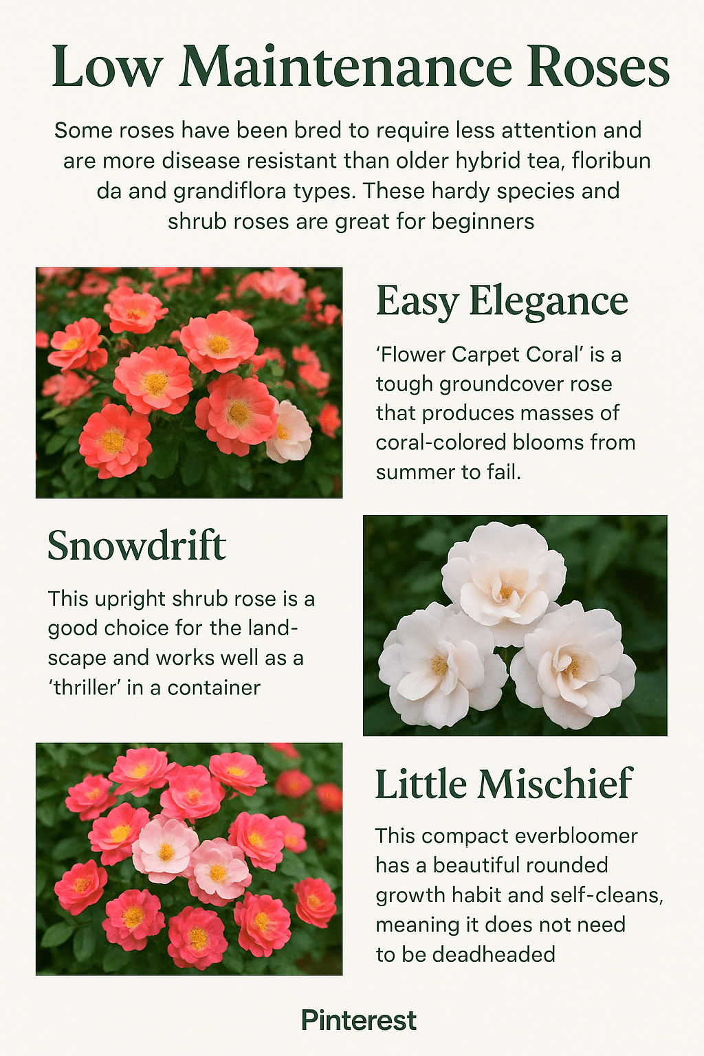 Low Maintenance Roses