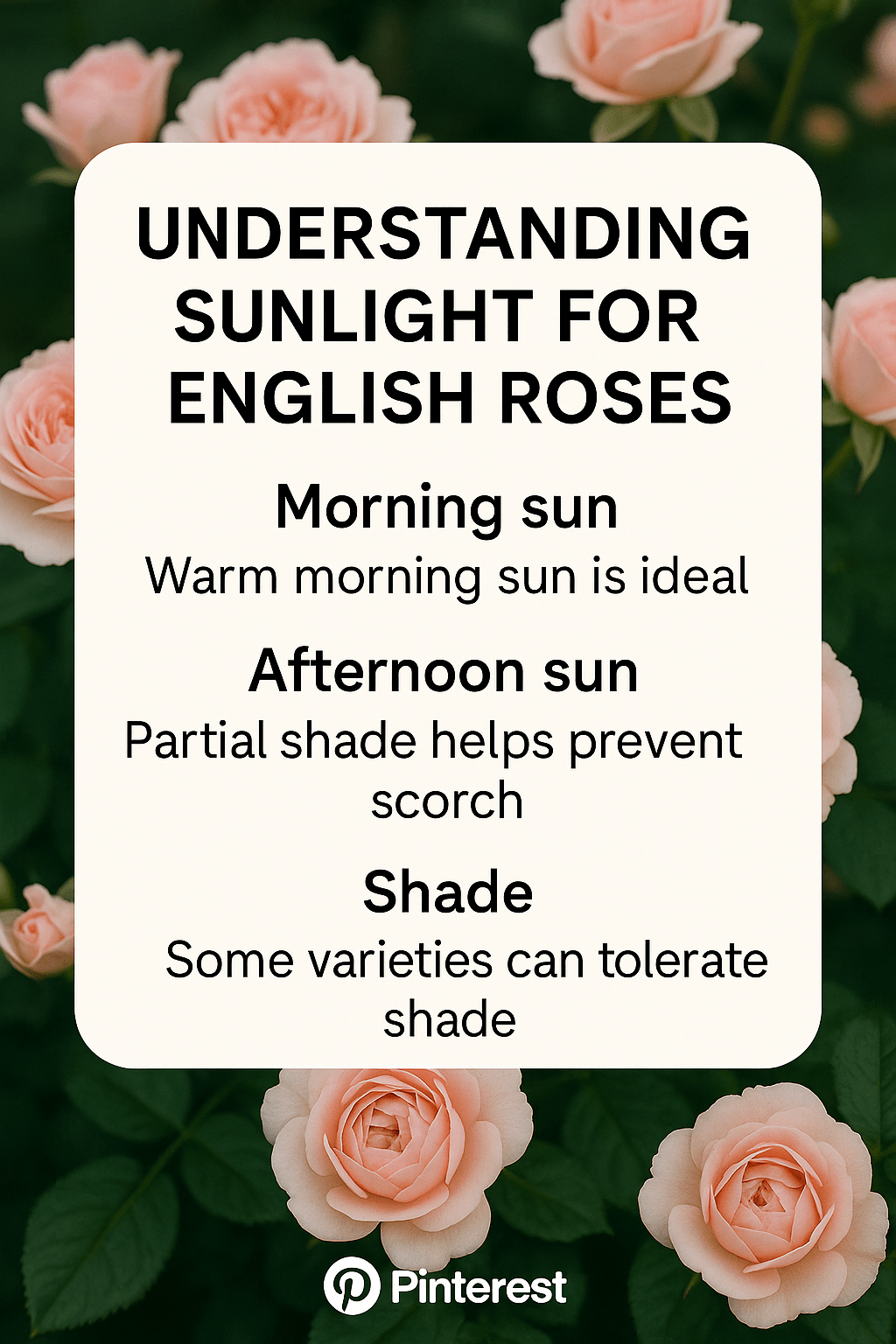 Sunlight and Roses Getting It Right Without the Guesswork