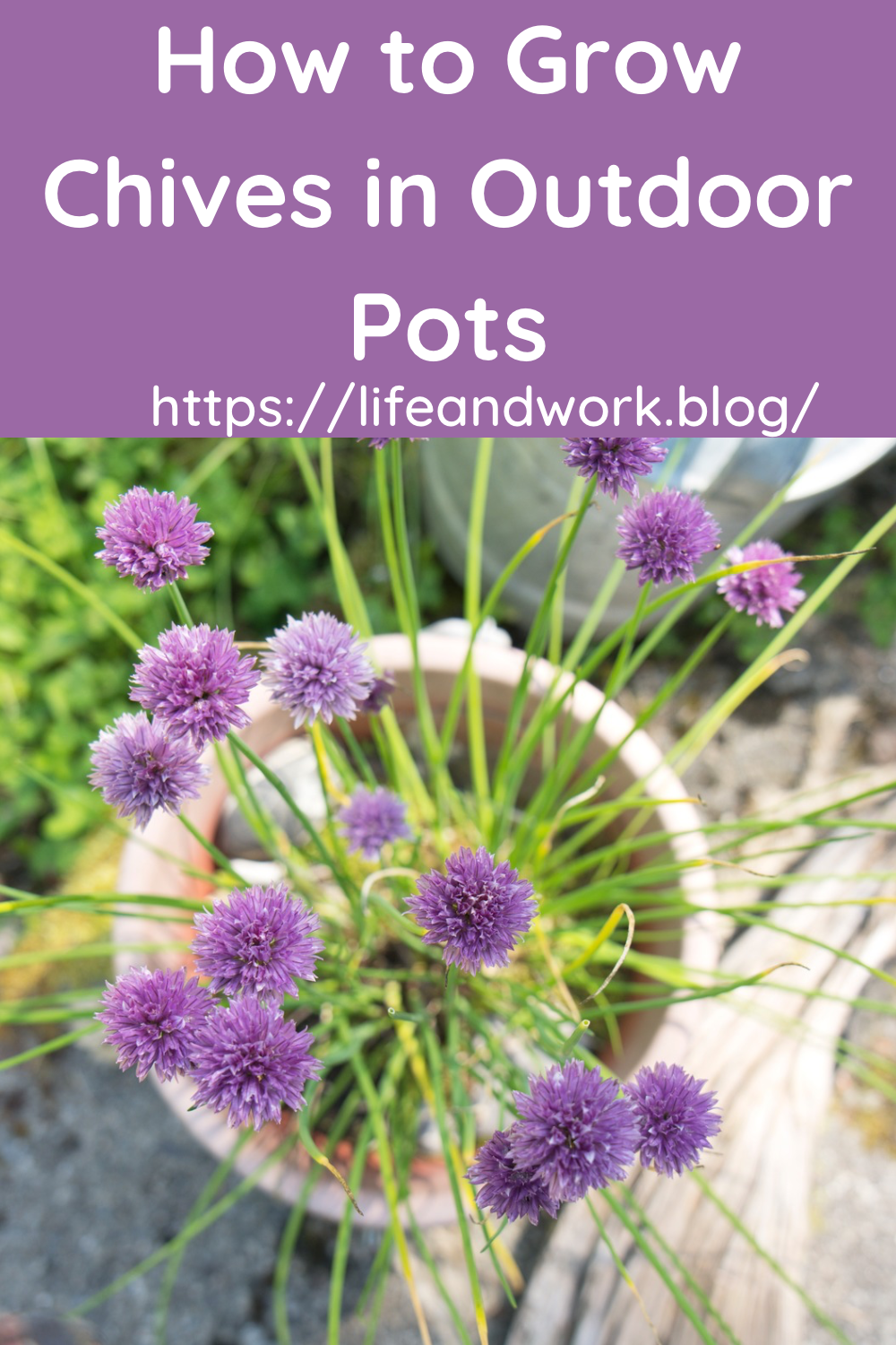 How to Grow Chives in Outdoor Pots: A Guide for All USDA Zones