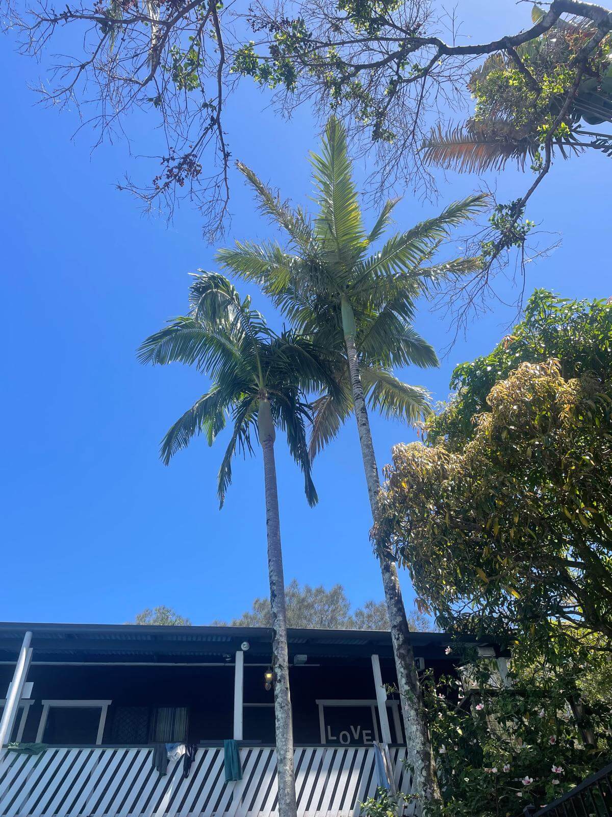 alm trees and tropical gardens at Arts Factory Hostel in Byron Bay, Australia.