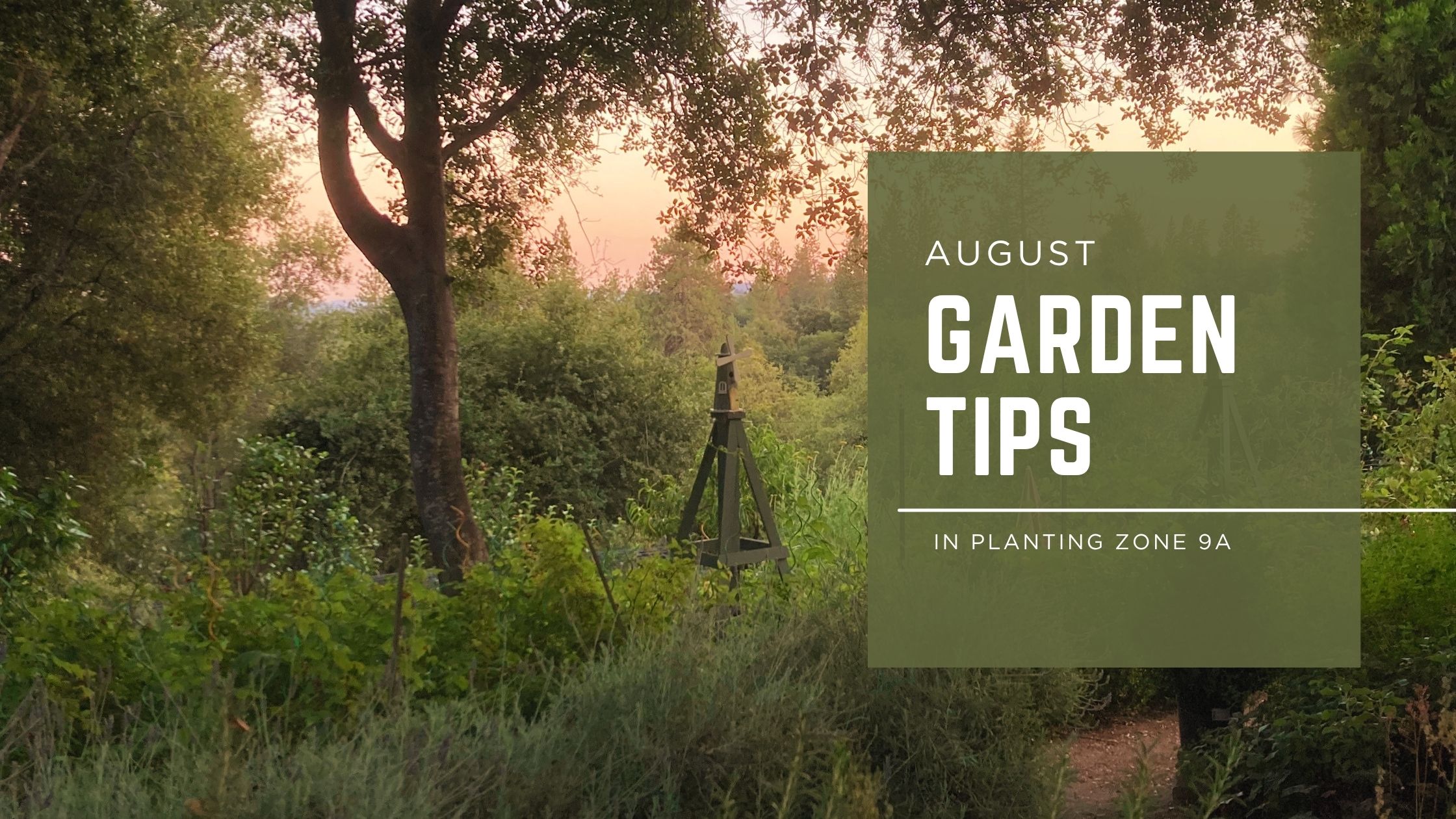 August Gardening Tips- Gardening Task and What to Plant in August Zone 9a.