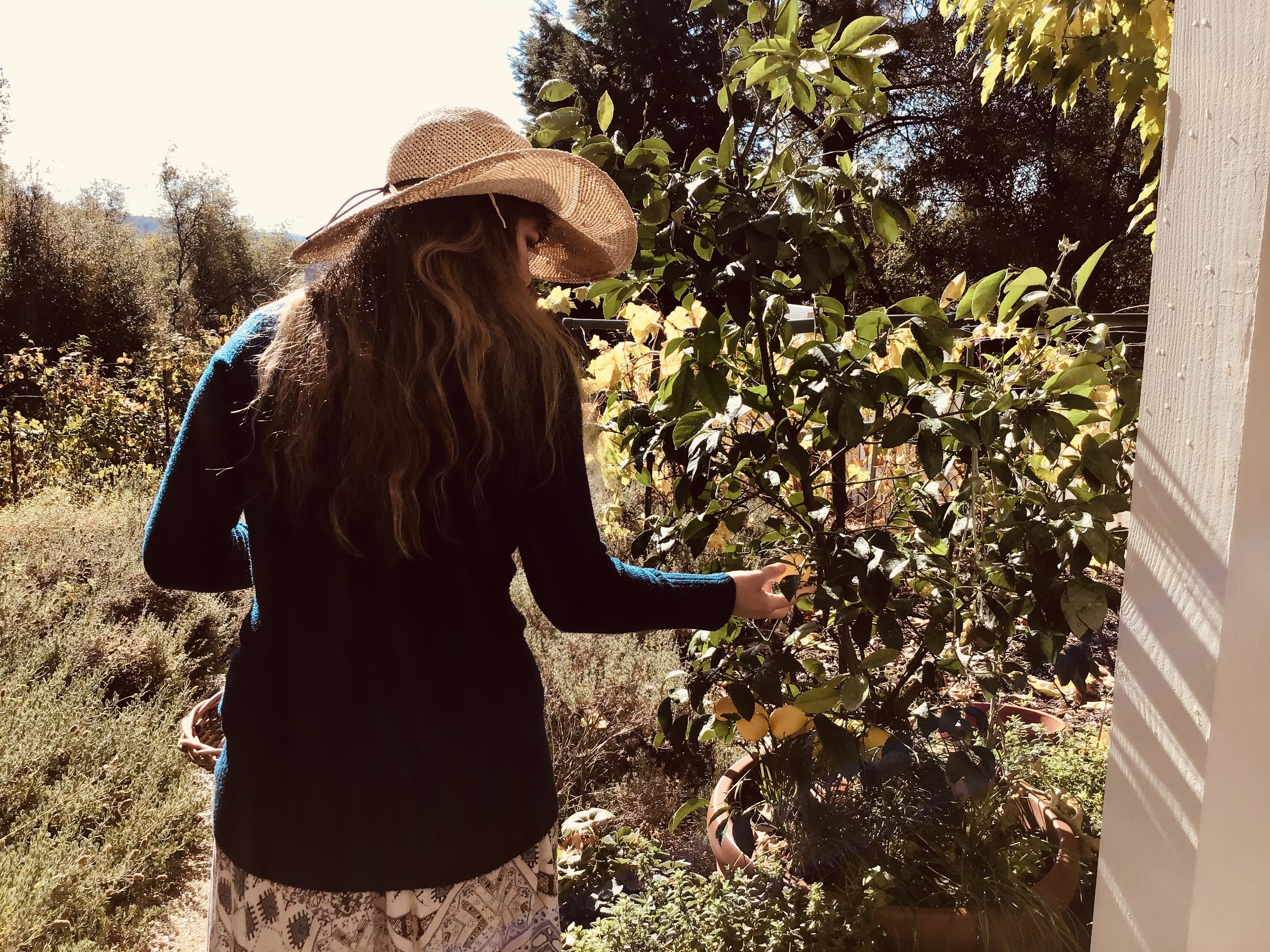 Harvest fresh lemons from a lemon tree in a container garden patio.