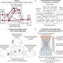Constructing Neural Network Models From Brain Data Reveals ...