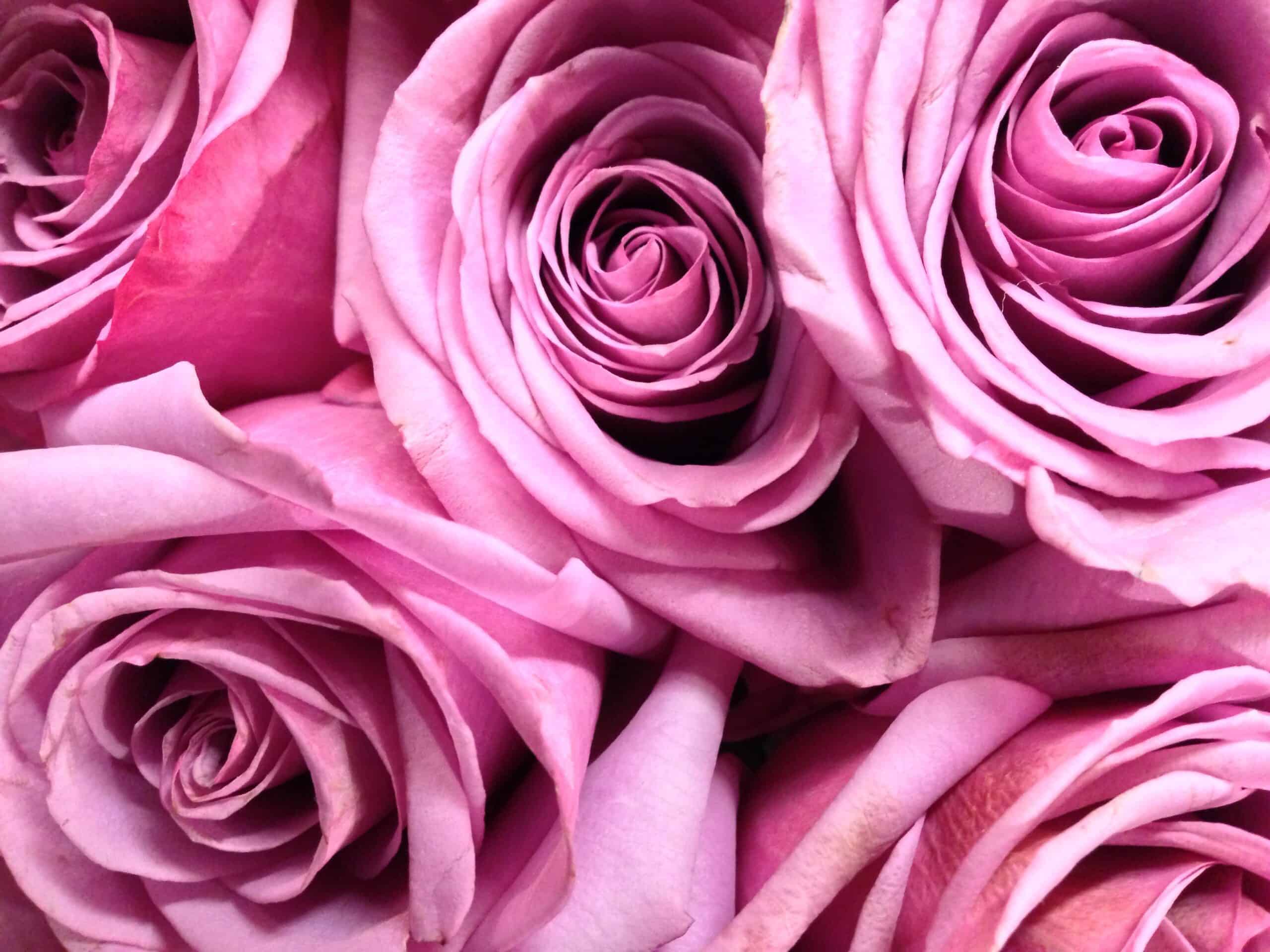 Pink Roses