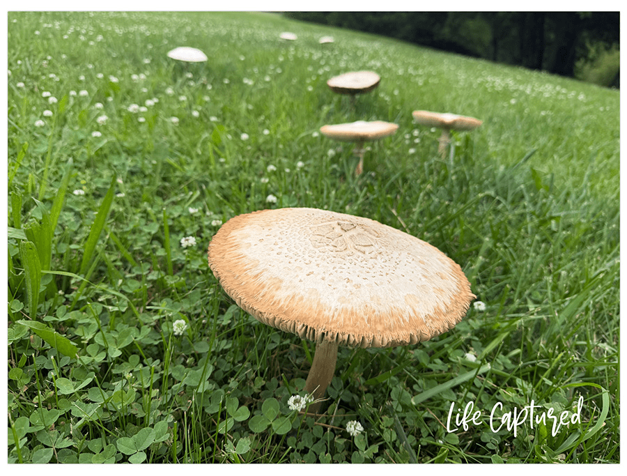 edited image of the mushroom