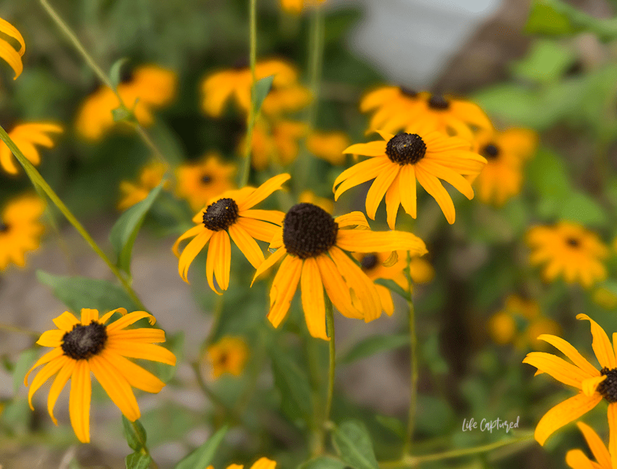 macro