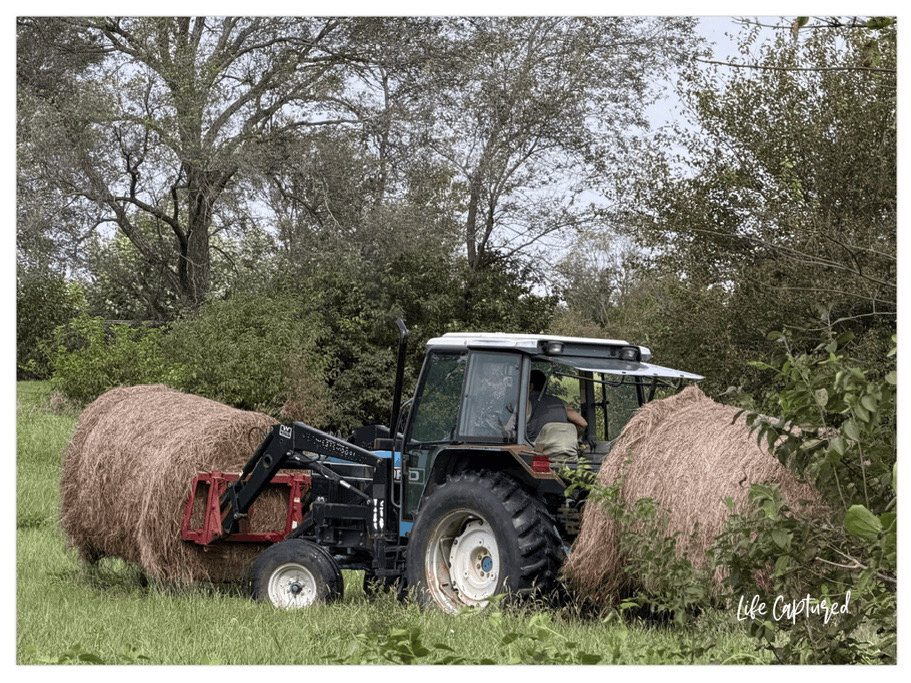 moving hay