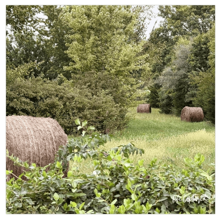 hay field in fall