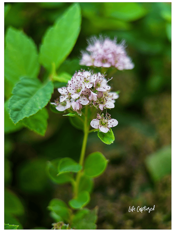 spirea