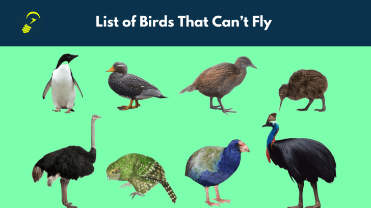 10 Surprising Birds That Cannot Fly Life Hack Solution 10 Surprising Birds That Cannot Fly Life Hack Solution