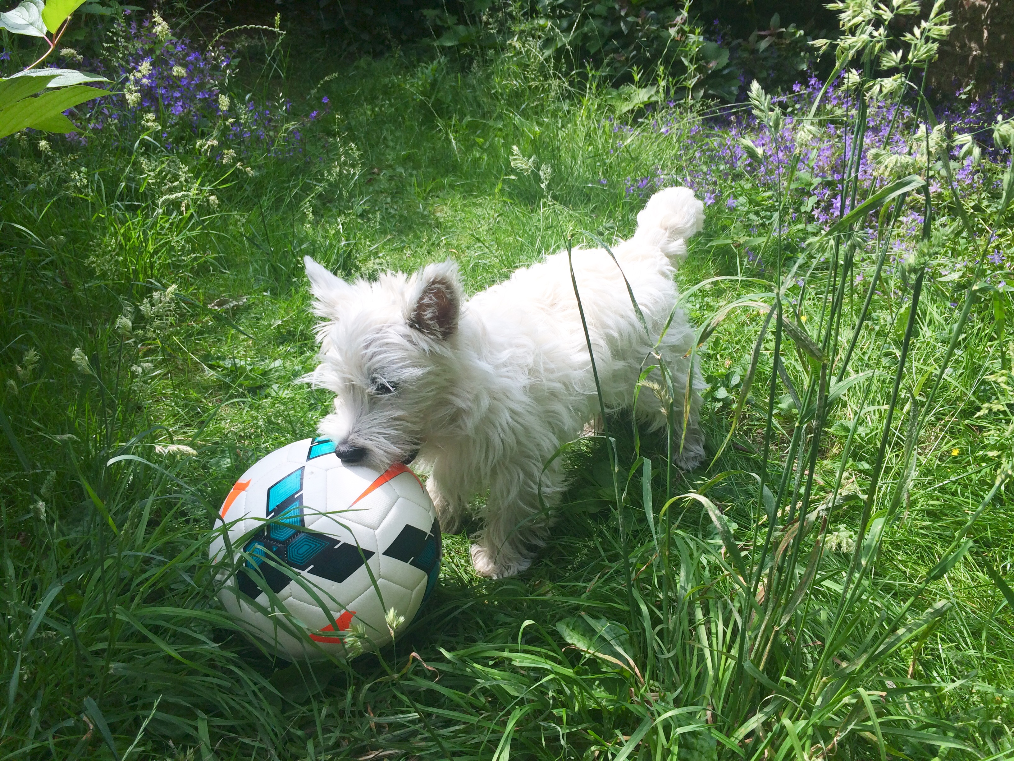 Why Football is Exactly Like Umberto Eco