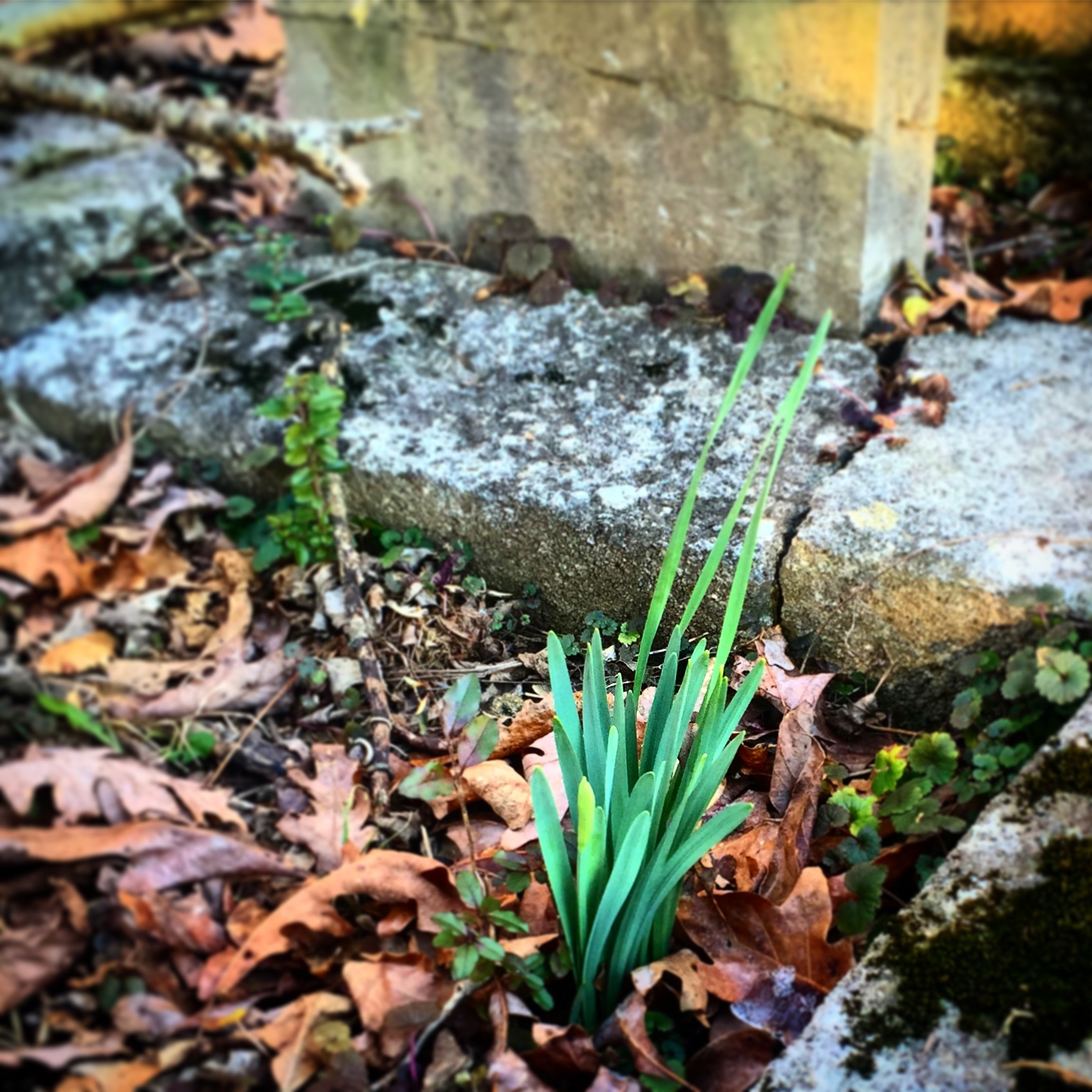 Daffodils getting ready to bloom on her grave